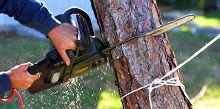 Reliable Rifle, CO  Tree Services Solutions