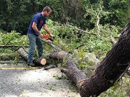 Best Tree Disease Treatment  in Rifle, CO