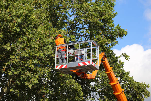 Why Choose Our Tree Removal Services in Rifle, CO?